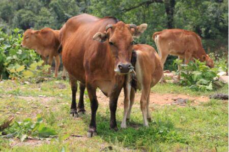 黄牛流口水是什么原因_养殖问答