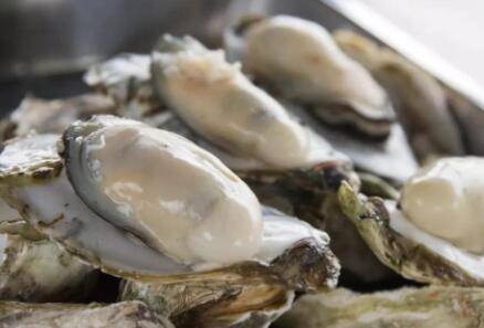 牡蛎怎么保存时间长_养殖问答