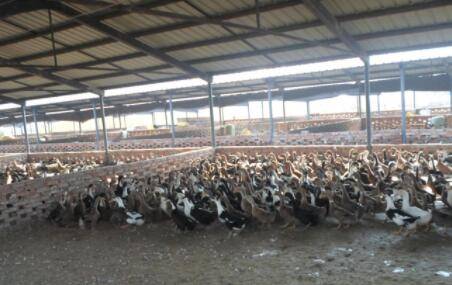 养鸭子时的鸭舍准备要求_养鸭