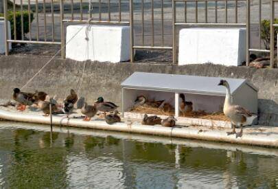 养鸭子时的鸭舍准备要求_养鸭