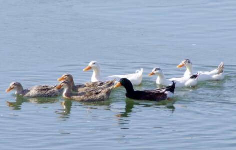 养鸭子时如何严格饲养管理_养鸭