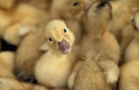 小鸭子的养殖要求_养鸭