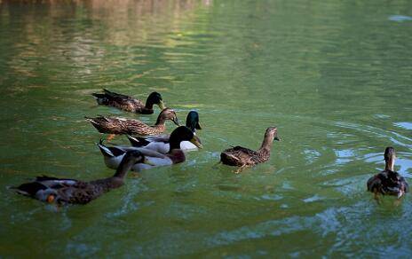 鸭子疾病防治要求_养鸭