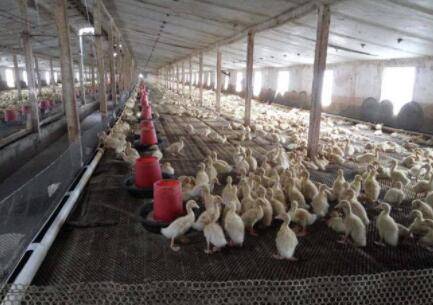 养鸭子时褥草和圈土的要求_养鸭