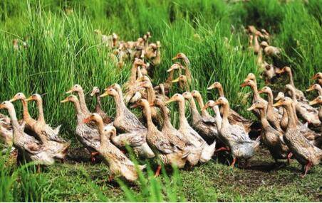 养鸭子时褥草和圈土的要求_养鸭