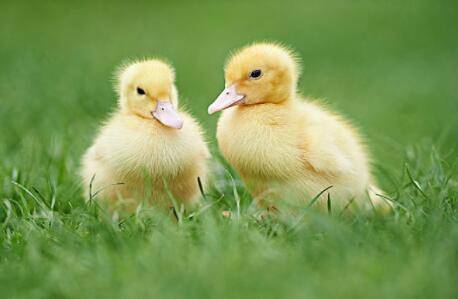 小鸭子的放养方法_养鸭