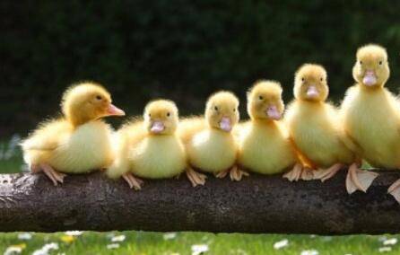 小鸭子饲料喂养要求_养鸭
