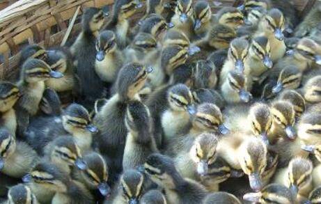 鸭子养殖时的温度和湿度要求_养鸭