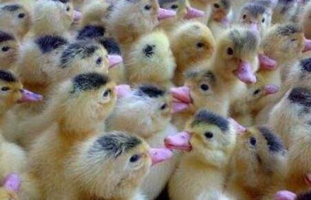 鸭子养殖时的温度和湿度要求_养鸭