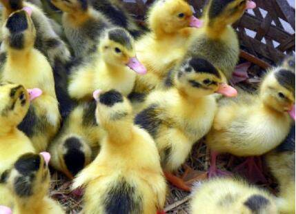 ������Ѽ��ôѡ���Ѽ��_��Ѽ