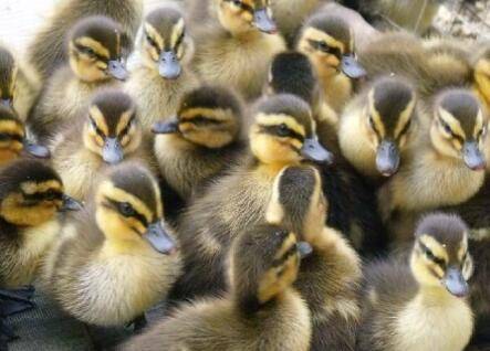 养鸭子时的四点注意事项_养鸭