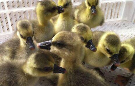 养鸭子时的四点注意事项_养鸭