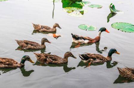 ��������Ѽ�ӵ�ע������_��Ѽ