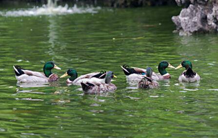 ��������Ѽ�ӵ�ע������_��Ѽ