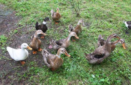 鸭子放养的时间怎么安排_养鸭