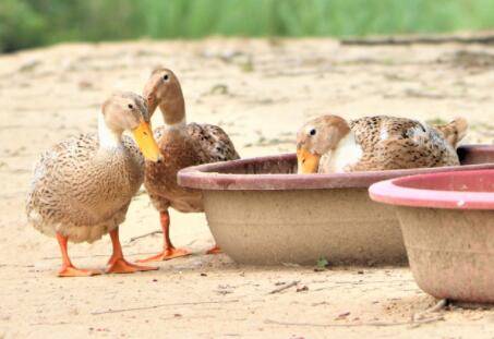 鸭子放养的时间怎么安排_养鸭