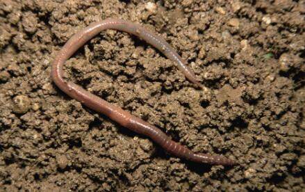 蚯蚓怕不怕盐_养殖问答