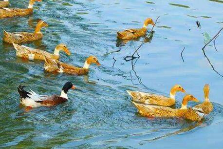 放养鸭子的七条注意事项_养鸭