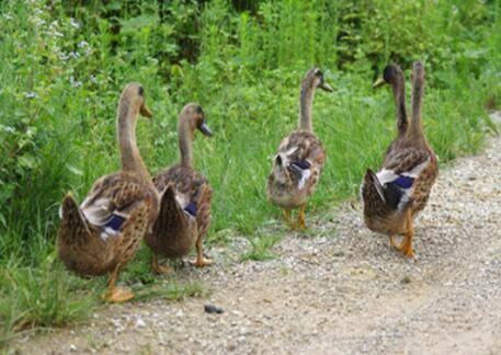 鸭子放养区域的基本要求_养鸭