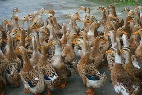 鸭子能不能放养_养鸭