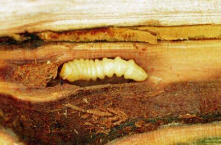 天牛幼虫怕什么药_养殖问答
