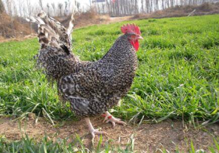 芦花鸡怎么分公母_养鸡