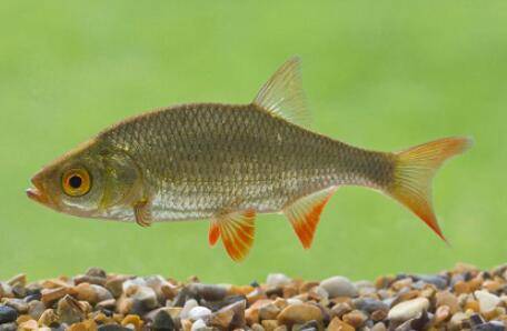 红眼鱼是什么鱼_养殖问答