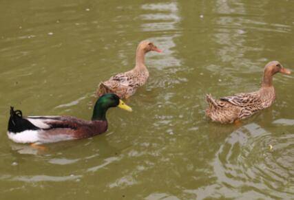 鸭子放养的地点,鸭子放养的日常管理_养鸭
