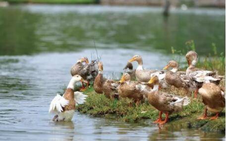 鸭子可以放养吗,应该如何放养_养鸭