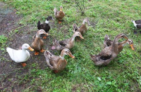 鸭子的放养密度多少合适_养鸭