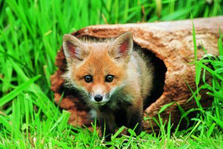 狐狸怕哪些动物_养殖问答