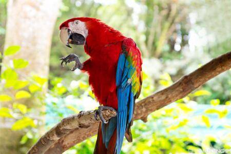 鹦鹉得了曲霉菌病怎么办?_养殖问答