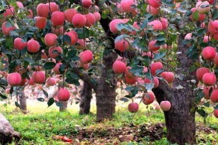 һĶ����ֲ���ٿ�ƻ����_�Ϲ���ֲ