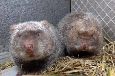 竹鼠出现拉稀怎么办_竹鼠养殖