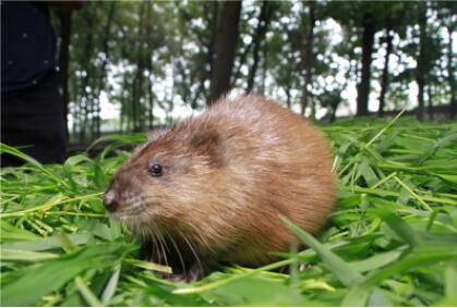 麝香鼠北方可以养吗_养殖问答