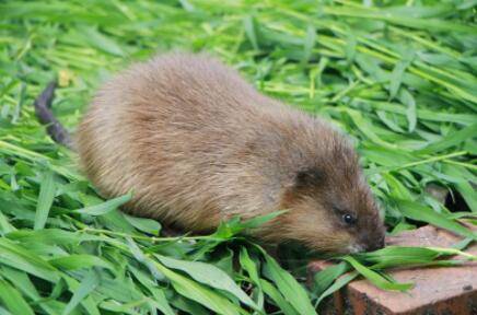 麝香鼠睾丸在什么位置_养殖问答