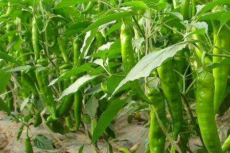 辣椒发苦是什么原因_蔬菜种植