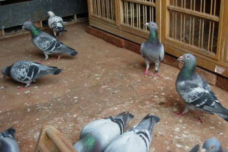 ����ι������ʲô�ô�_��ֳ�ʴ�