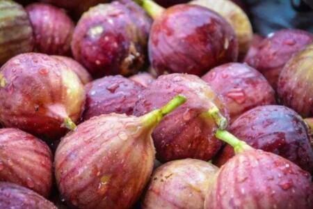 无花果几年开始结果_蔬菜种植