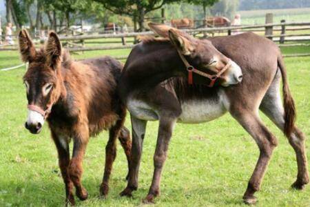 成年驴可以长到多少斤_养殖问答
