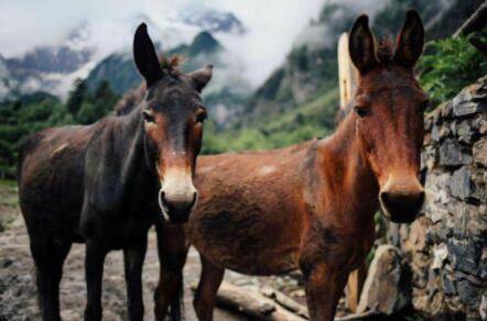 ����¿һͷ��������Ǯ_��ֳ�ʴ�