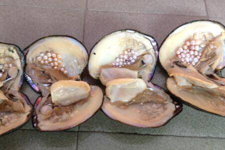 河蚌怎么养出珍珠_养蟹