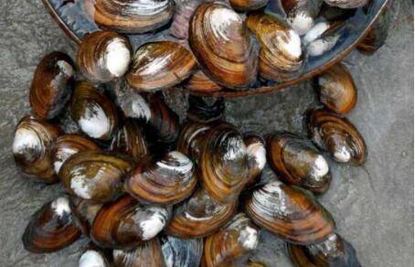 �Ӱ���ʲôʳ��_��з