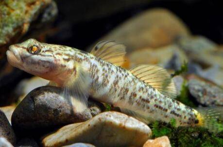 Ϻ�����ʲô����_����