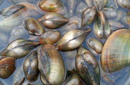 河蚌无底沙可以养殖吗?_养蟹