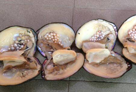 河蚌养多久才有珍珠_养蟹