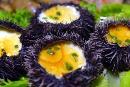 海胆死了能不能吃_养鱼