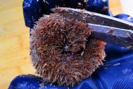 海胆怎么杀,海胆宰杀的方法_养鱼