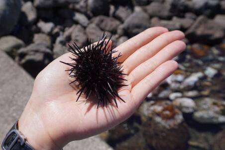 被海胆刺到怎么办?_养鱼