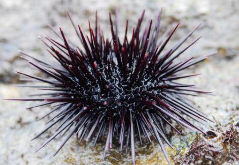 怎么挑选海胆?_养鱼